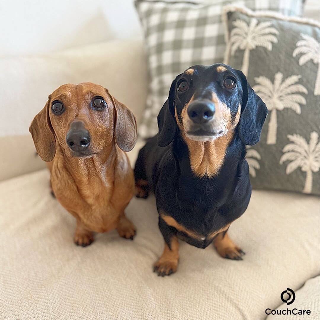 CouchCare™️ Couch Protector
